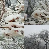 بارش برف بهاری شمال و جنوب آذربایجان‌ غربی را سفیدپوش کرد