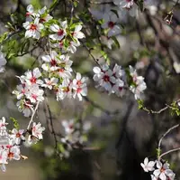 شاعرانه/ باز به گردون رسید، نالهٔ هر مرغ‌زار