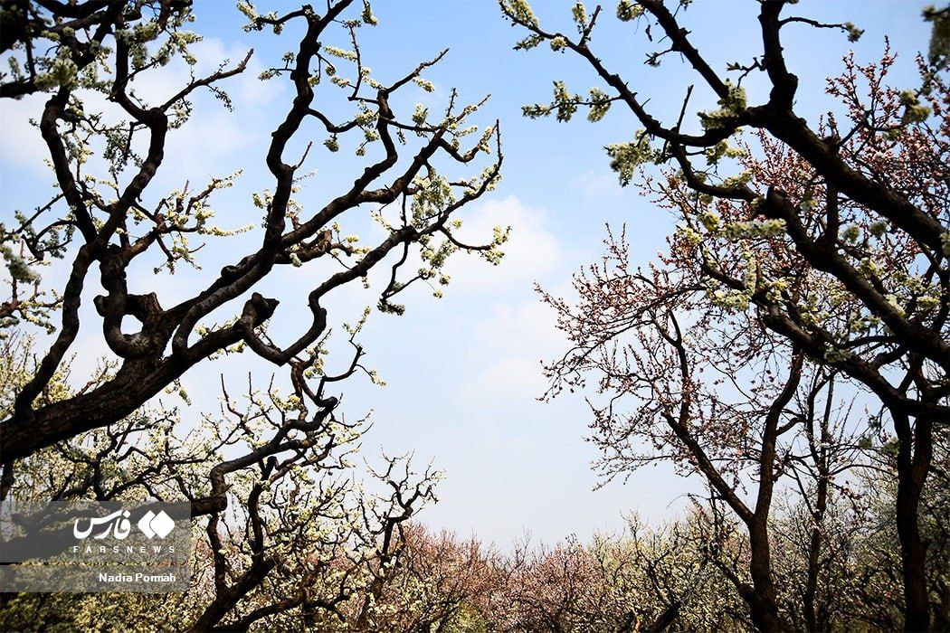نرم نرمک می‌رسد اینک بهار