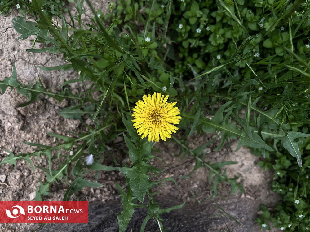 قاب هایی از نخستین روزهایِ بهار ۱۴۰۲