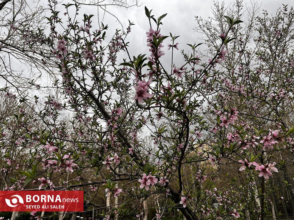 قاب هایی از نخستین روزهایِ بهار ۱۴۰۲
