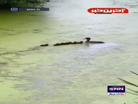 بازی جالب یک مرغابی مادر با جوجه‌هایش