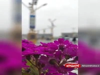بارش باران بهاری در دومین روز سال ۱۴۰۲ در حرم مطهر رضوی