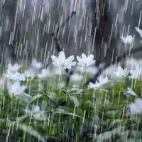 بارش ۳۱ میلی‌متر باران در شهر دیشموک
