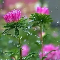 سرمای زمستان در بهار گیلان