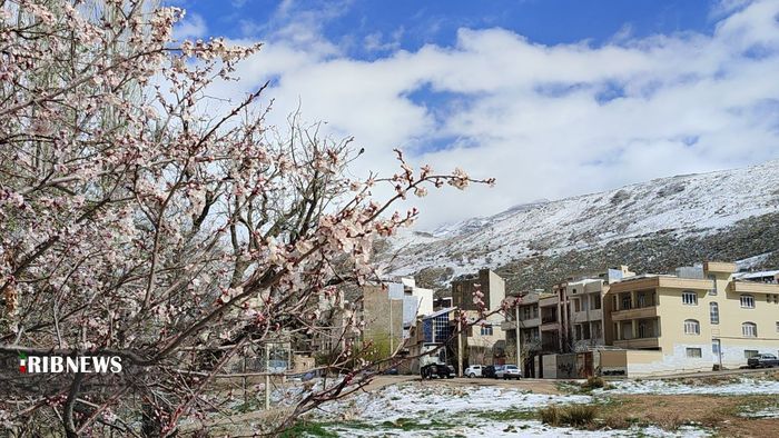 همنشینی برف و شکوفه در سپیدان فارس