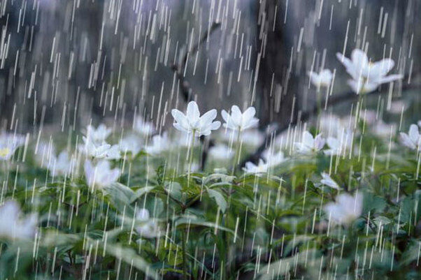 بارش ۳۱ میلی‌متر باران در شهر دیشموک