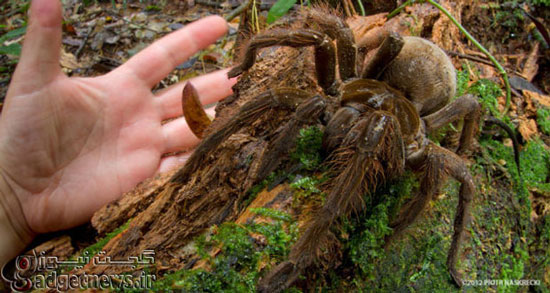 گوناگون/ تصاویری از بزرگترین و چِندش‌آورترین عنکبوت‌های دنیا