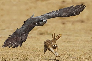 حمله عجیب عقاب به خرگوش