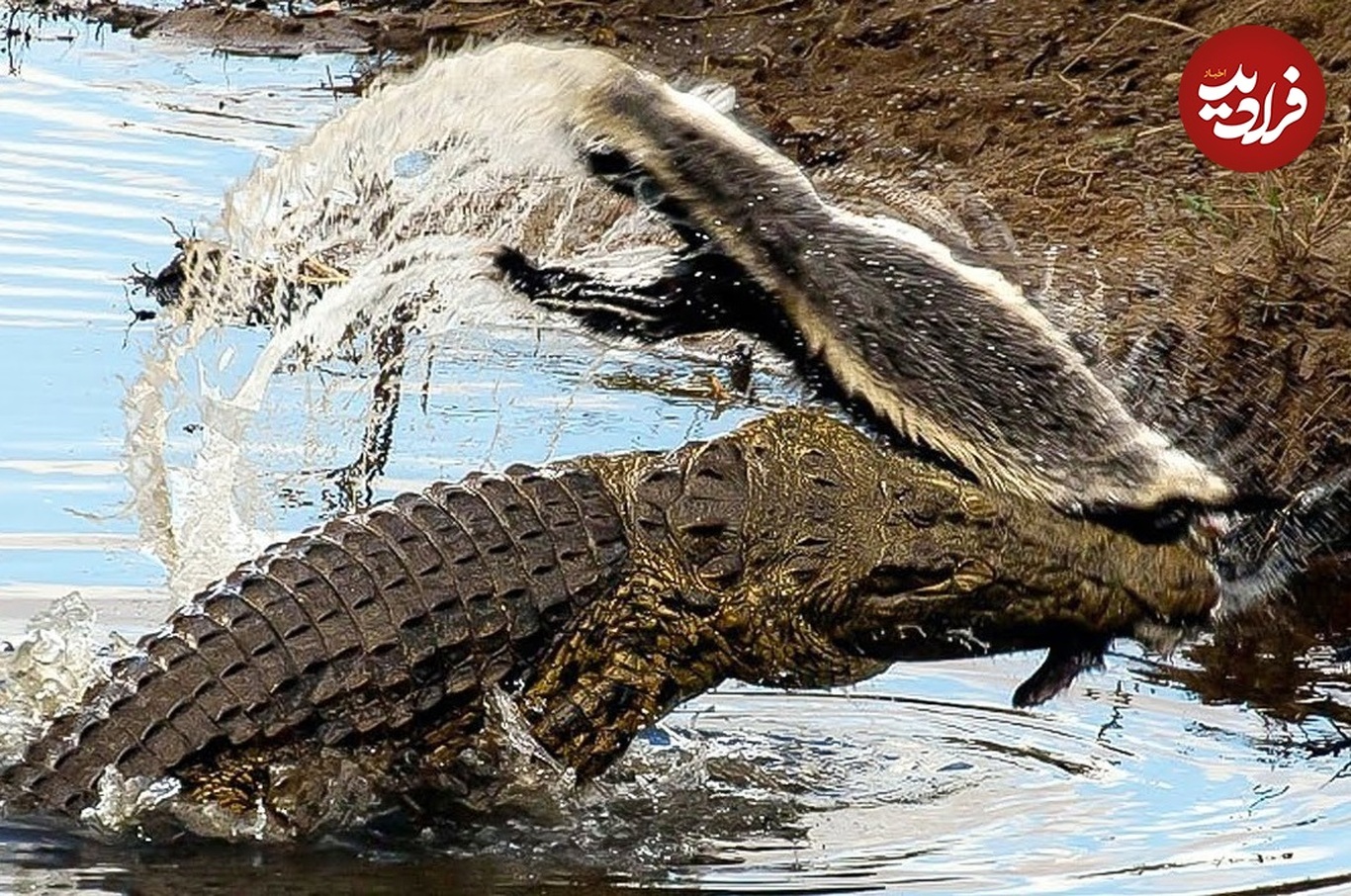وقتی گورکن عسل خوار ناباورانه شکارچی تمساح می‌شود!
