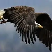 قدرت حیرت‌انگیز عقاب در شکار خفاش حین پرواز