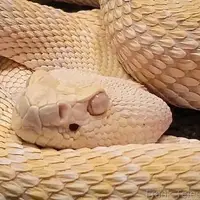 گوناگون/ نادرترین گونه مار؛ ماری که رنگ رنگدانه را ندیده