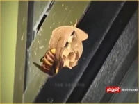 نمایی شگفت انگیز از لانه‌سازی زنبور گاوی