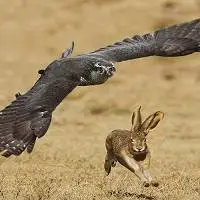 حمله عجیب عقاب به خرگوش