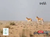 گله گورخر ایرانی در پارک ملی توران