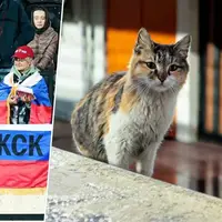 گربه ایرانی نظاره‌گر تمرین روس‌ها