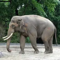 پایان غم انگیز فیلی که در مناطق وحشی هند در حال پرسه زدن بود