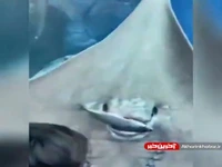 لحظه شکار کردن طعمه توسط سفره ماهی
