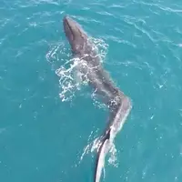 نهنگی با ستون فقرات خمیده!
