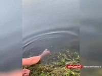 عجیب‌ترین روش ماهیگیری!