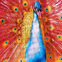 لحظه زیبای باز شدن پرهای طاووس سرخ رنگ!