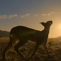 سیاه گوش به دنبال شکار پرنده 