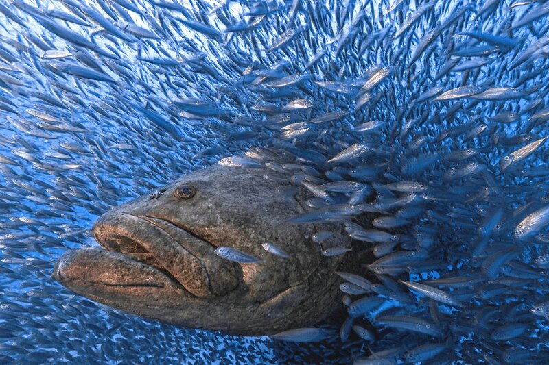 تکنیک جادویی یک ماهی برای خوردن صدها ماهی در یک ثانیه