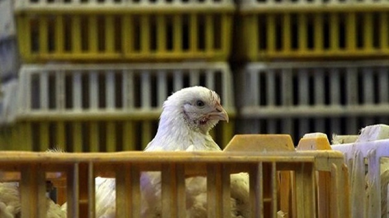 نظارت بهداشتی بر 15 میلیون مرغ زنده در استان بوشهر