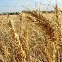 رشد ۱۱۵ درصدی تولید گندم در استان مرکزی