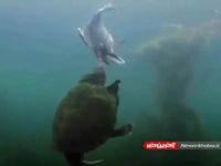 شکار جالب پرنده توسط لاکپشت