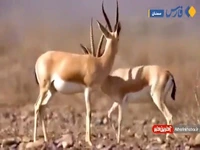 زیباترین آهوی بومی ایران را ببینید