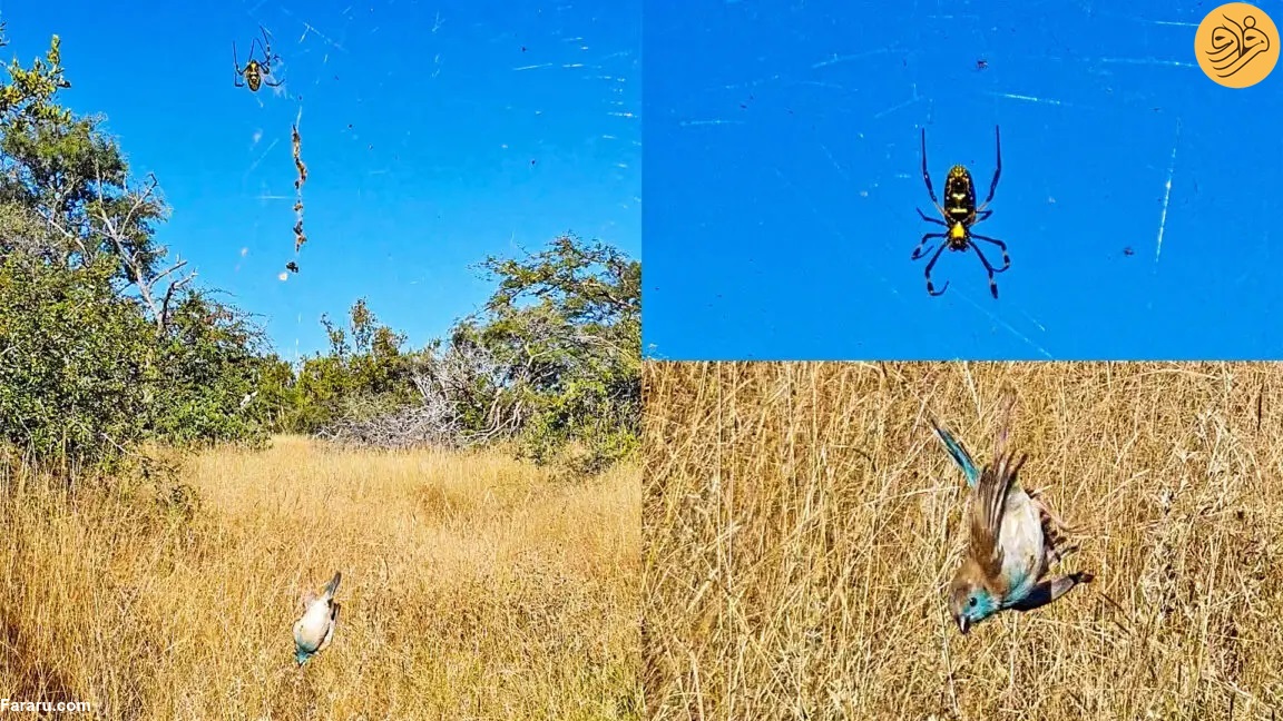 عنکبوتی که با تارهایش پرندگان را شکار می‌کند!