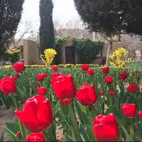 کاشت ۲۰۰ هزار پیاز لاله برای جشنواره لاله‌های کرج 
