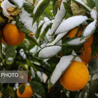 تغییرات اقلیمی سبب تغییر طول و کیفیت فصل‌ها در ایران شده است