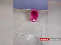 حیوون خونگی باید گوگولی باشه مثل اینا