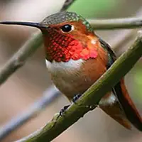 پرنده‌ای شگفت‌انگیز که در یک دقیقه ۶۲ بار رنگ عوض می‌کند!