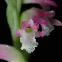 کشف یک گونه جدید از گل ارکیده
