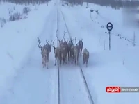 خشم راننده قطار از حرکت گوزن‌ها روی ریل راه آهن