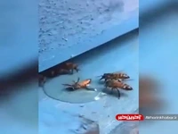 تلاش چند زنبور برای نجات رفیق‌شان از غرق شدن در آب