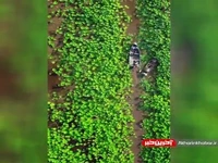 زیبایی تالاب انزلی مثال زدنی ست