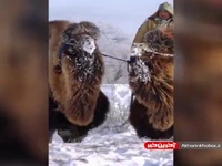 یخ زدن شتر‌های دوکوهانه در دمای منفی ۳۰ درجه