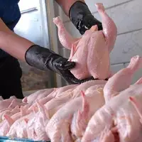 افزایش خودسرانه قیمت مرغ در بازار‌های گیلان