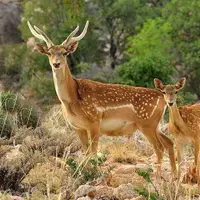 انتخاب فندقلوی نمین به‌عنوان زیستگاه‌ تکثیر و احیای نسل گوزن زرد ایرانی