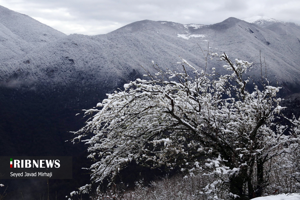 عکس/ بارش برف بهاری در ارتفاعات گلستان