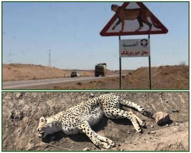 دستور استاندار سمنان درخصوص تلف شدن دهمین یوزپلنگ آسیایی در شرق استان