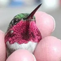 پرنده‌ای شگفت‌انگیز که در یک دقیقه ۶۲ بار رنگ عوض می‌کند! 