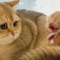 محبت مادرانه گربه برای نوزاد خود