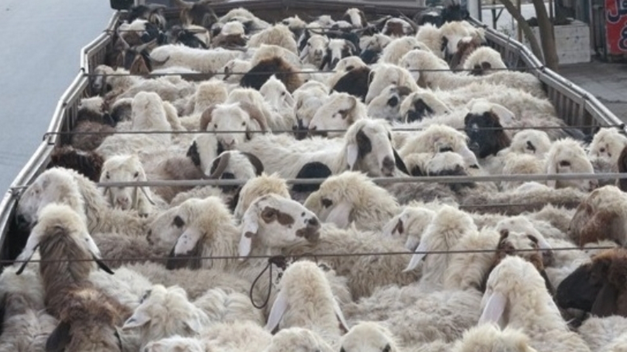 کشف ۱۸۰ رأس دام قاچاق در ایلام