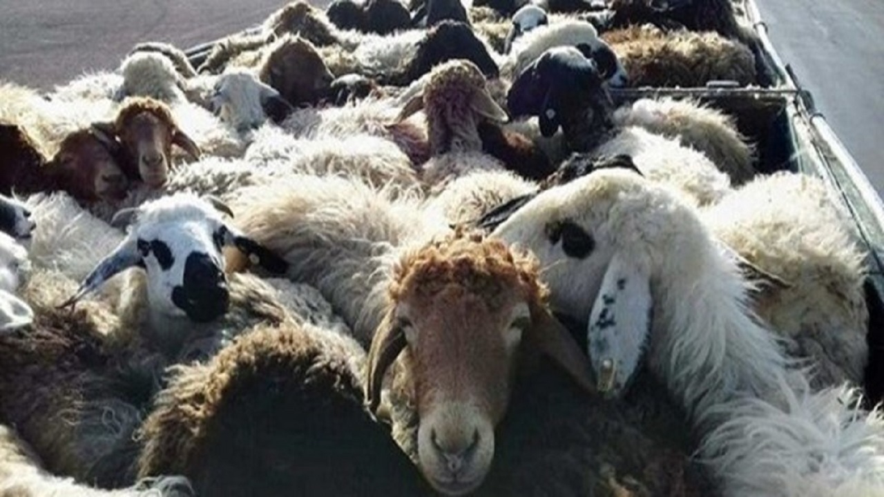 توقیف خودروی حامل دام قاچاق در قم