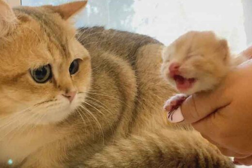 محبت مادرانه گربه برای نوزاد خود